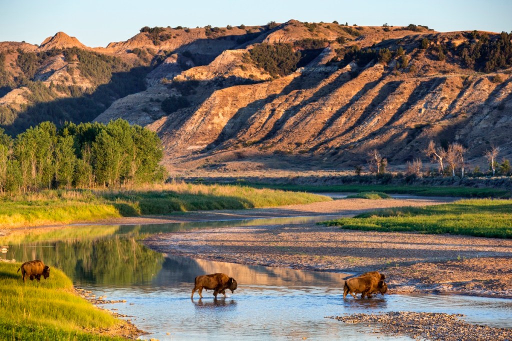 A bison in North Dakota