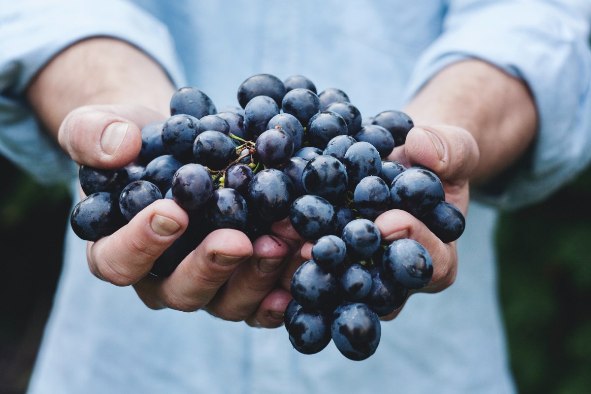 Man holding grapes in vineyard harvest. Source: Unsplash