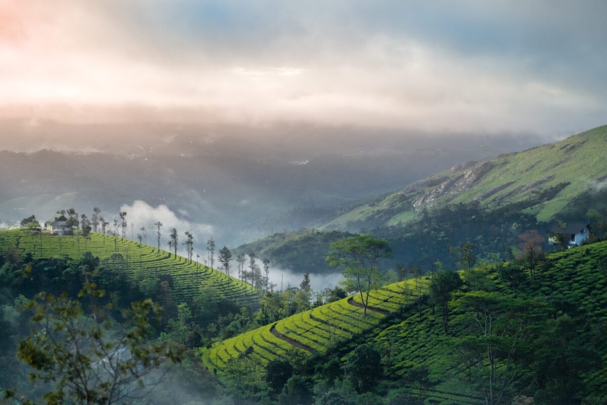 A tea plantation in Vagamon, Kerala. Kerala is a popular domestic destination for summer travel. 
