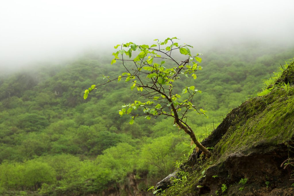 An image of a forest