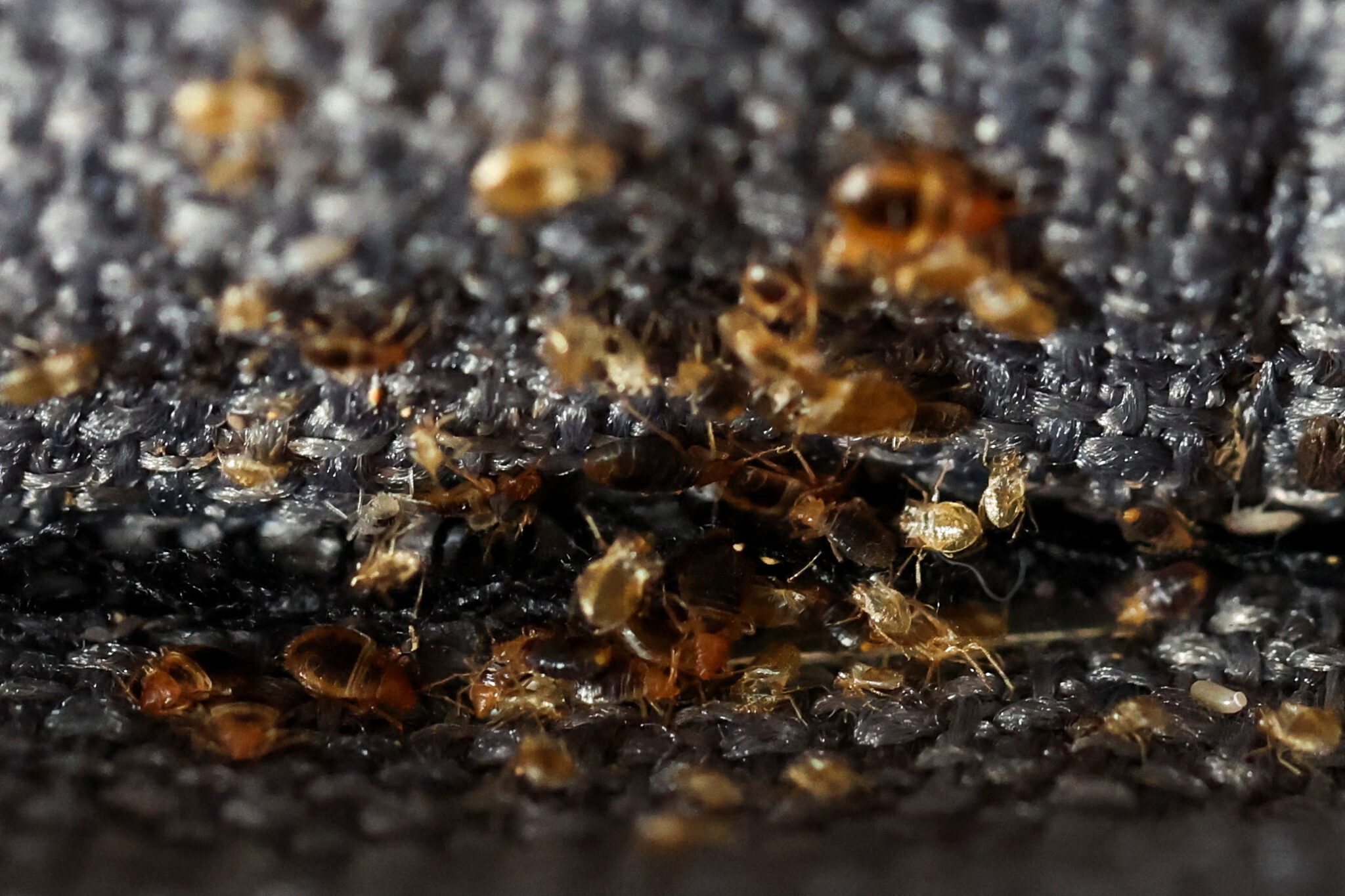 France Struggles to Wipe Out Bedbugs at the Airport and on Trains Before Olympics