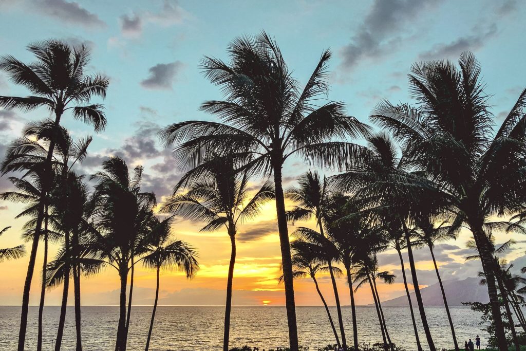 Palm trees along the Pacific Ocean in Maui