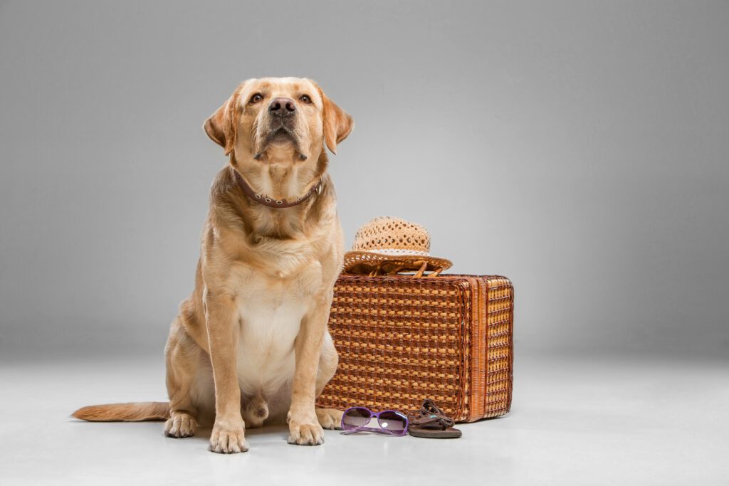 beautiful labrador with suitcase 1