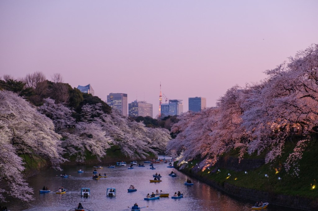 View of Tokyo during Cherry Blossom season.