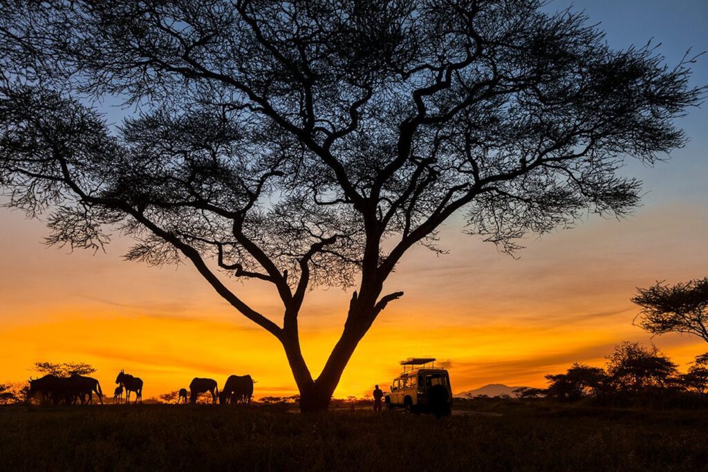 sunset private safari silhouette