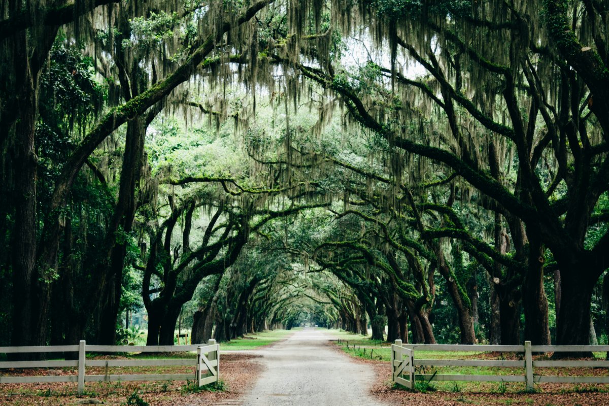 Photo of a park in Savannah