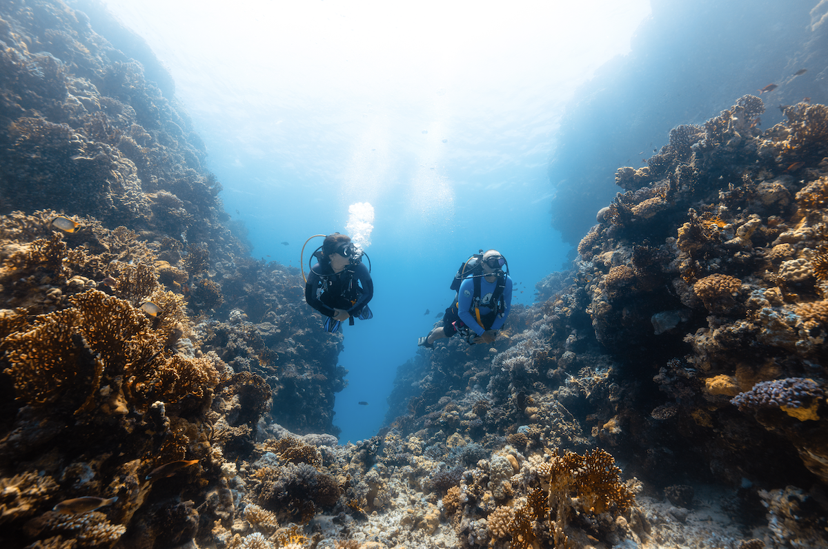 Red Sea Global highlights biodiversity to attract divers worldwide