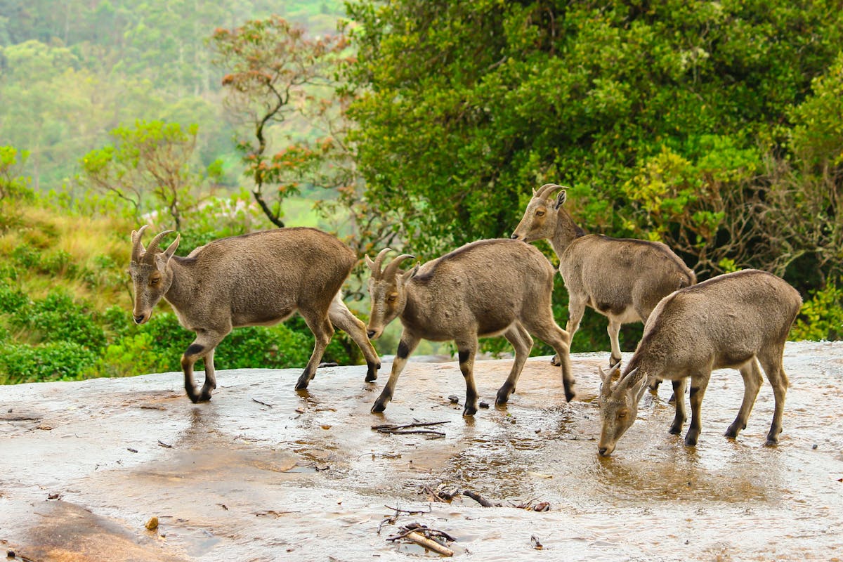 Nilgiri Tahr in the Western Ghats in Kerala.