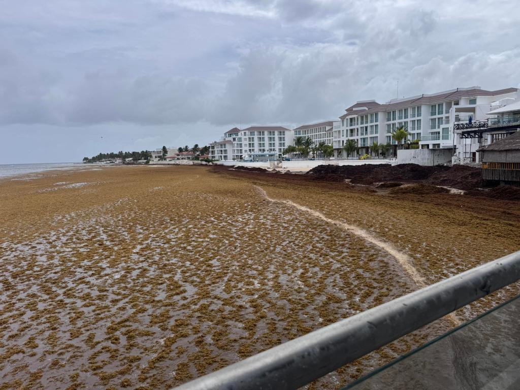 Record Seaweed Levels Are Hitting Caribbean Beaches — Hotels Are Cutting Prices