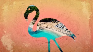 Flamingo